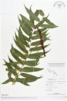 登錄號:BP00094藏品圖，第1張