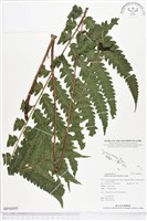 登錄號:BP00095藏品圖，第1張