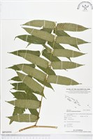 登錄號:BP00096藏品圖，第1張