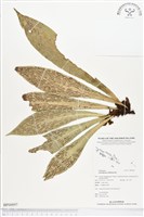 水芋葉車前、美葉車前蕨藏品圖，第1張