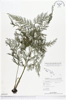 登錄號:BP00098藏品圖，第1張