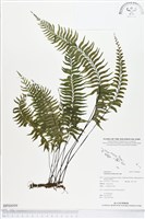 單邊鐵角蕨藏品圖，第1張