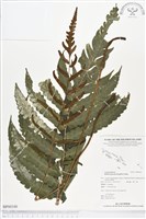 登錄號:BP00100藏品圖，第1張