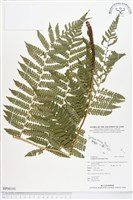 登錄號:BP00101藏品圖，第1張