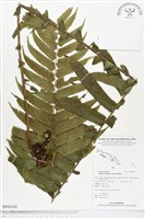 登錄號:BP00102藏品圖，第1張