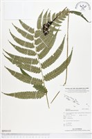 登錄號:BP00103藏品圖，第1張