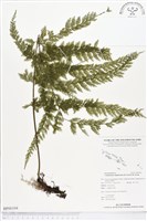 登錄號:BP00104藏品圖，第1張