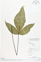 登錄號:BP00107藏品圖，第1張