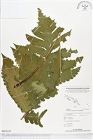 登錄號:BP00108藏品圖，第1張