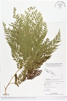 登錄號:BP00109藏品圖，第1張