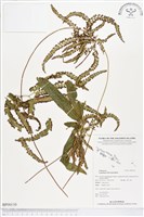 登錄號:BP00110藏品圖，第1張