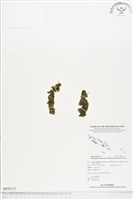 登錄號:BP00113藏品圖，第1張