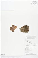 短柄單葉假脈蕨藏品圖，第1張