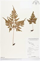 闊葉骨碎補藏品圖，第1張