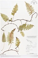 馬來陰石蕨藏品圖，第1張