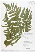 過溝菜蕨藏品圖，第1張