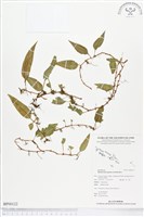 登錄號:BP00122藏品圖，第1張