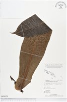 登錄號:BP00126藏品圖，第1張