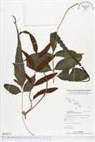 尾葉實蕨藏品圖，第1張