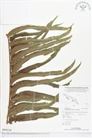 長葉腎蕨藏品圖，第1張