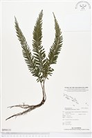 登錄號:BP00131藏品圖，第1張