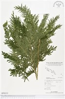 登錄號:BP00132藏品圖，第1張