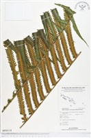 登錄號:BP00134藏品圖，第1張