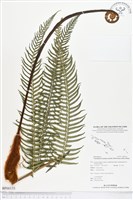 登錄號:BP00135藏品圖，第1張