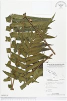 登錄號:BP00136藏品圖，第1張