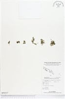 登錄號:BP00137藏品圖，第1張