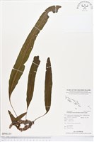 壁虎蟻蕨藏品圖，第1張