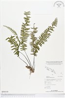 單邊鐵角蕨藏品圖，第1張