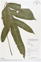 登錄號:BP00141藏品圖，第1張