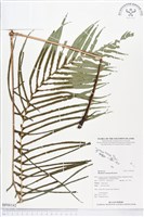 登錄號:BP00142藏品圖，第1張