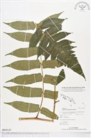 登錄號:BP00145藏品圖，第1張