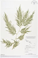 登錄號:BP00146藏品圖，第1張