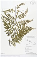 大羽鐵角蕨藏品圖，第1張