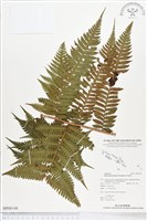 登錄號:BP00148藏品圖，第1張