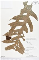 登錄號:BP00149藏品圖，第1張