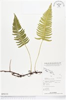 馬來陰石蕨藏品圖，第1張