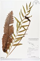 登錄號:BP00151藏品圖，第1張