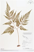 闊葉骨碎補藏品圖，第1張