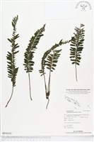 登錄號:BP00155藏品圖，第1張