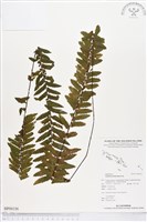 登錄號:BP00156藏品圖，第1張