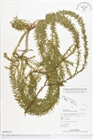 垂枝石松、垂枝馬尾杉藏品圖，第1張