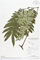 登錄號:BP00163藏品圖，第1張