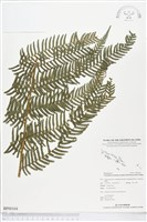 登錄號:BP00164藏品圖，第1張