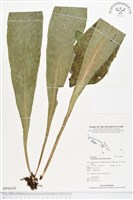 登錄號:BP00165藏品圖，第1張