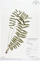 鈍齒鐵角蕨藏品圖，第1張