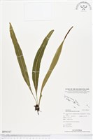 尖嘴蕨藏品圖，第1張